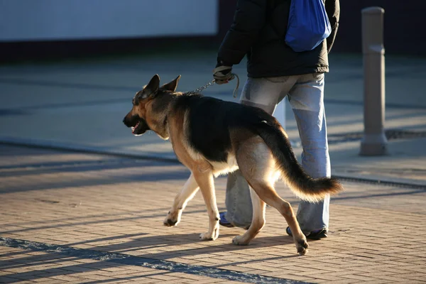 Cão-pastor alemão — Fotografia de Stock