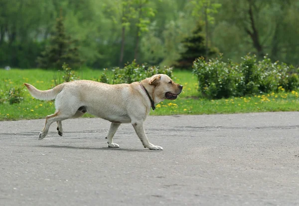 Labradorský retrívr pes — Stock fotografie