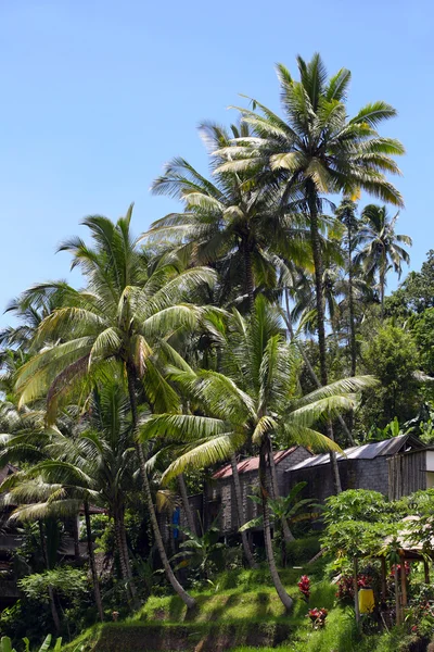 Palmiye ağacı ve mavi gökyüzü — Stok fotoğraf