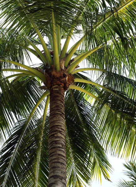 Coco-bomen — Stockfoto