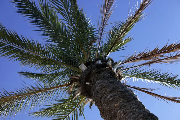 Коко-деревья — стоковое фото