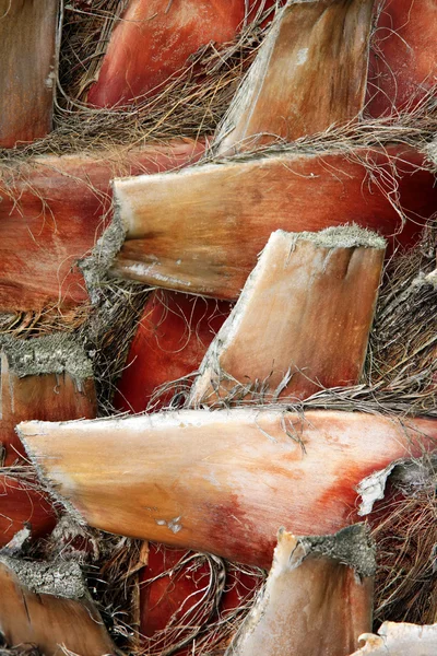 Palma tronco — Foto Stock