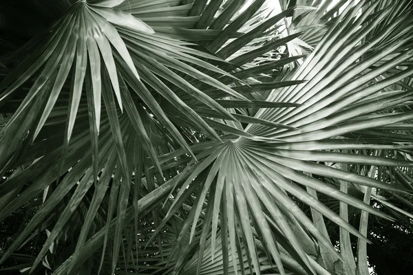 Bladen av palm — Stockfoto