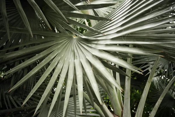 Leaves of palm — Stock Photo, Image