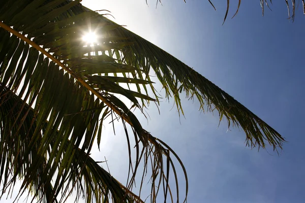 Blad van een palmboom — Stockfoto