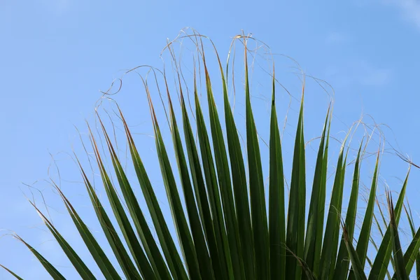 工作表的一棵棕榈树 — 图库照片