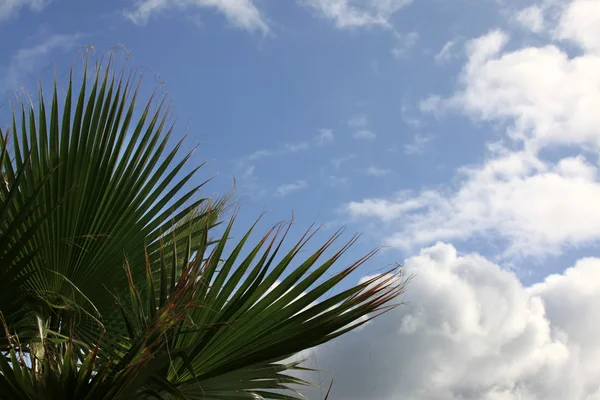 Folha de uma palmeira — Fotografia de Stock