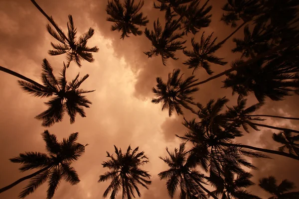 해질 녘의 야자나무들 — 스톡 사진