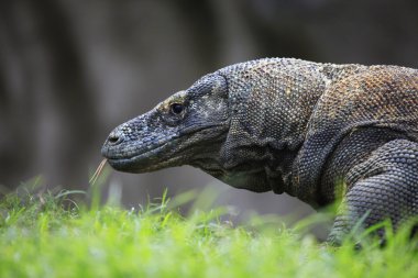 Komodo Ejderi