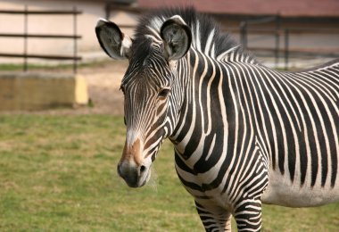 Zebra