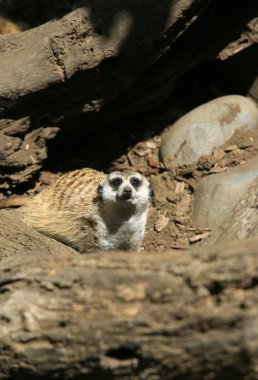 Suricate