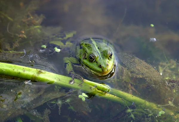 stock image Frog