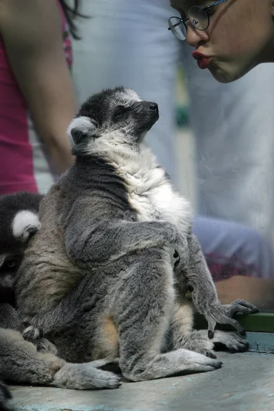 Lemur y niña — Foto de Stock