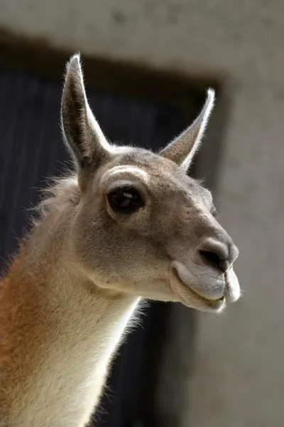 Portrait of funny lama — Stock Photo, Image