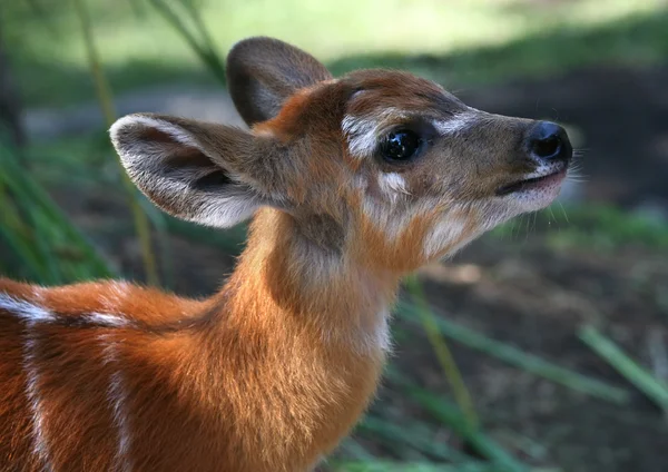 年轻的小鹿 — 图库照片