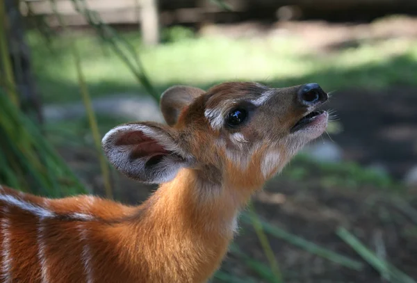 年轻的小鹿 — 图库照片
