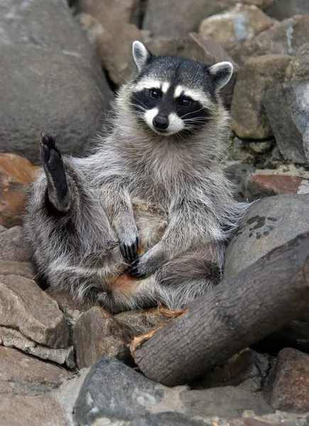 Ridiculous raccoon — Stock Photo, Image