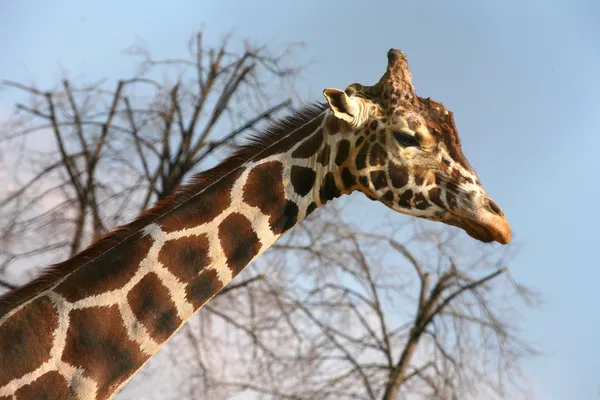 Girafa triste — Fotografia de Stock