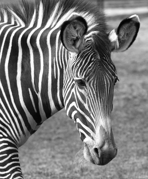Zebra v zoo — Stock fotografie