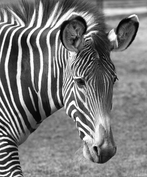 Portrait of a sad zebra in zoo.