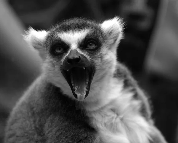 Złośliwy lemur — Zdjęcie stockowe