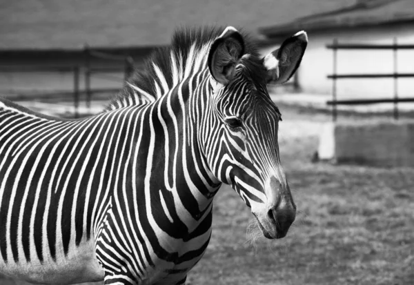 Zebra — Stockfoto