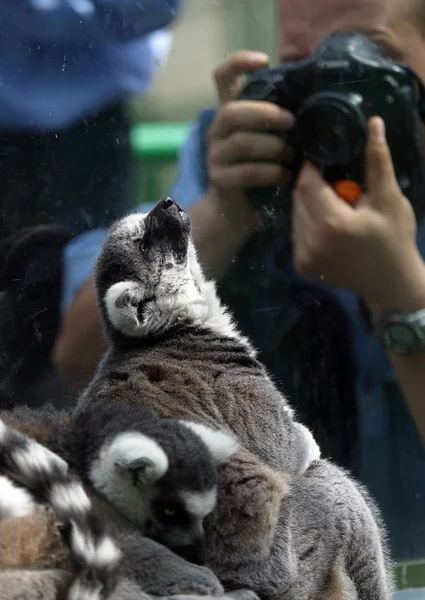 Lemur a fotograf — Stock fotografie