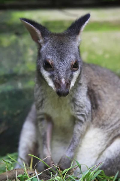 Ausztrál kenguru — Stock Fotó