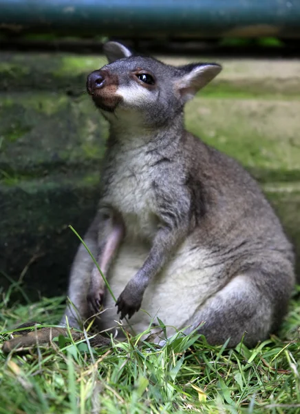 Австралійський кенгуру — стокове фото