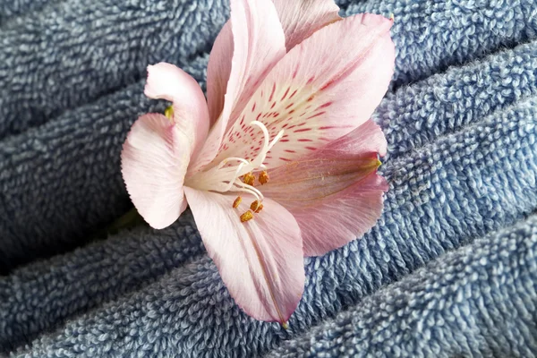 Ręczniki niebieski kwiat — Zdjęcie stockowe