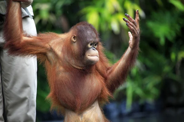 Young orangutan — Stock Photo, Image