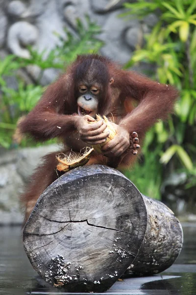 Orangután joven — Foto de Stock