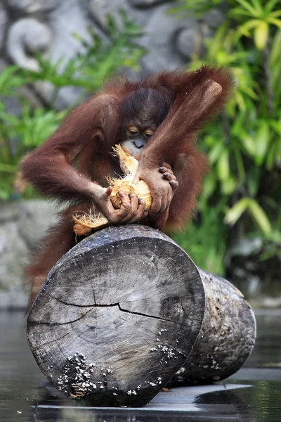 Молодий Орангутанг — стокове фото