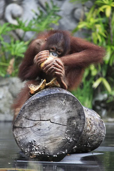 Молодой орангутан — стоковое фото