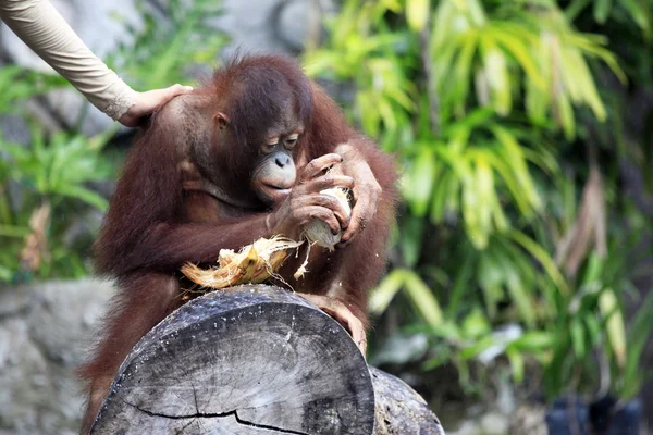 Ung orangutang — Stockfoto