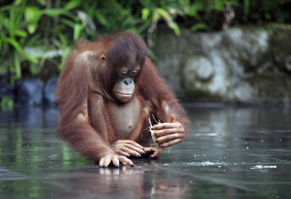 Orangután joven —  Fotos de Stock