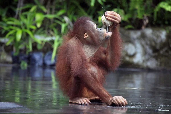 Młody orangutan — Zdjęcie stockowe