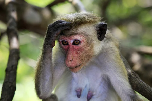 Portrait of the monkey — Stock Photo, Image