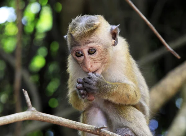 Kind van apen — Stockfoto