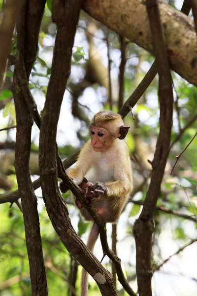 Dítě opic — Stock fotografie