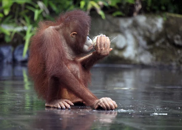 Молодой орангутан — стоковое фото