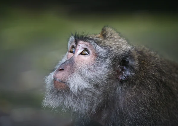 Ritratto della scimmia — Foto Stock