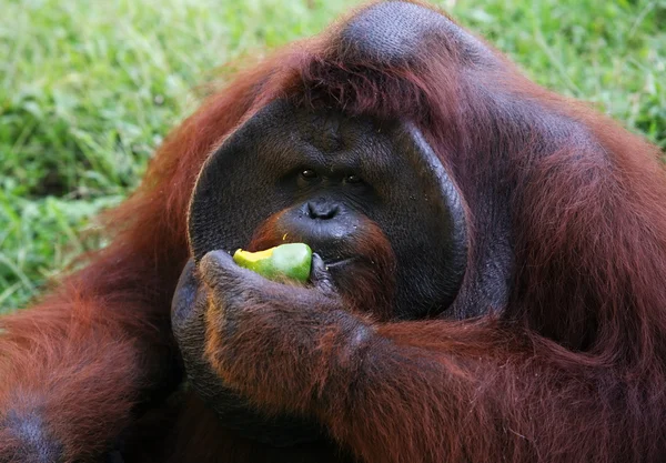 stock image Orangutan