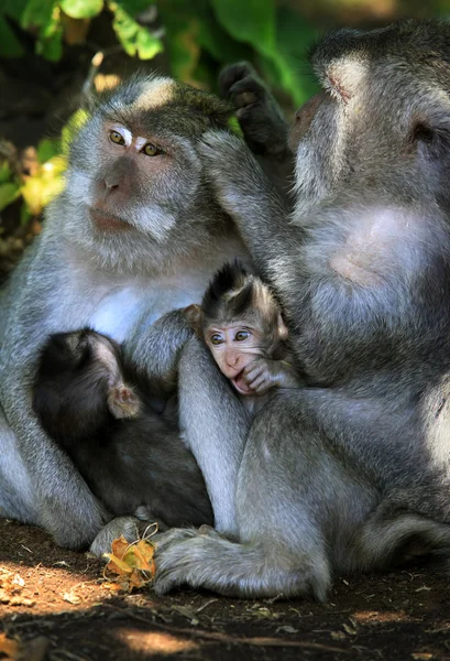 Maymun ailesi — Stok fotoğraf