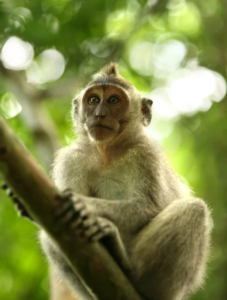 원숭이의 아이 — 스톡 사진