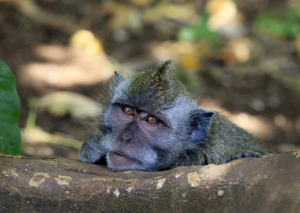 Portret van de aap — Stockfoto