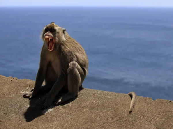 Портрет обезьяны — стоковое фото