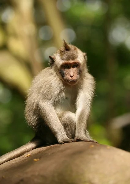 Maymun çocuk — Stok fotoğraf