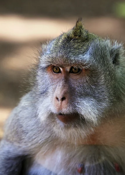 Retrato do macaco — Fotografia de Stock