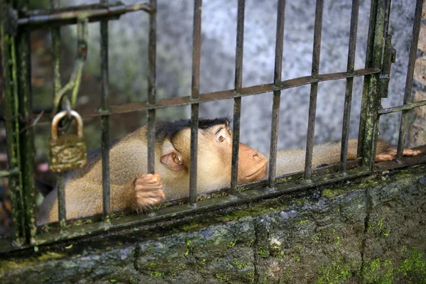 Opice v kleci — Stock fotografie